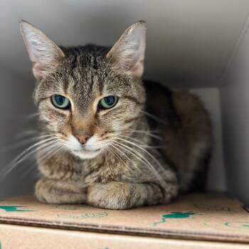 Cormac -  Domestic Short Hair Cat for Adoption in Fairport, New York - Cormac | PetCurious