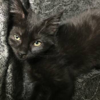 Seminole -  Domestic Short Hair Cat for Adoption in Waldorf, Maryland - Seminole | PetCurious