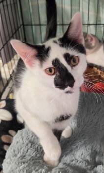 **2026-53 Abbott -  Domestic Short Hair Cat for Adoption in Windsor, Connecticut - **2026-53 Abbott | PetCurious