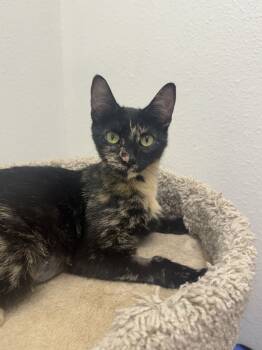 Rescue Domestic Short Hair Cats for Adoption in Fort Collins, Colorado - Ivy | PetCurious