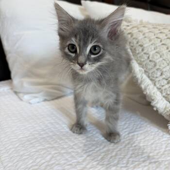 Carmina -  Russian Blue and Tabby Cat for Adoption in Poway, California - Carmina | PetCurious