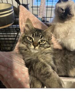 Koi -  Domestic Medium Hair Cat for Adoption in Colorado Springs, Colorado - Koi | PetCurious