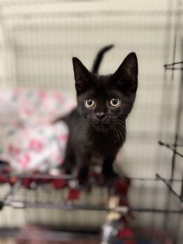 Gummy Bear -  Domestic Short Hair Cat for Adoption in Mineral Point, Wisconsin - Gummy Bear | PetCurious