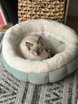 Daenerys -  Domestic Short Hair Cat for Adoption in New York, New York - Daenerys | PetCurious