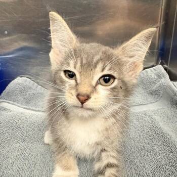 Paperclip -  Domestic Short Hair Cat for Adoption in Concord, North Carolina - Paperclip | PetCurious