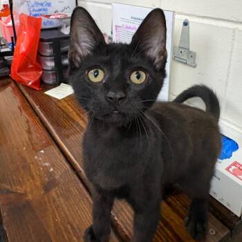 Rivian 28594 -  Domestic Short Hair Cat for Adoption in Middleburg, Florida - Rivian 28594 | PetCurious