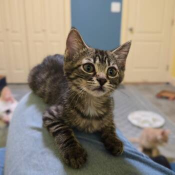 Patella -  Domestic Short Hair Cat for Adoption in Brownsboro, Alabama - Patella | PetCurious