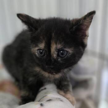 Domestic Short Hair Cats Available for Adoption - MSSC-Stray-114477 Misty K_2 | PetCurious