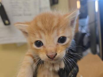 APPLE PIE -  Domestic Short Hair Cat for Adoption in Tustin, California - APPLE PIE | PetCurious