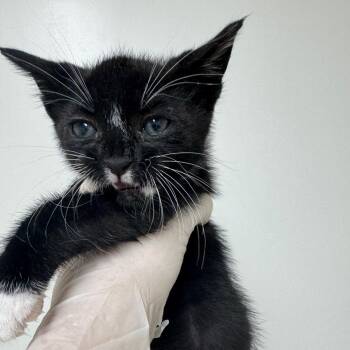 Bowtie -  Domestic Short Hair Cat for Adoption in Grantsville, Utah - Bowtie | PetCurious