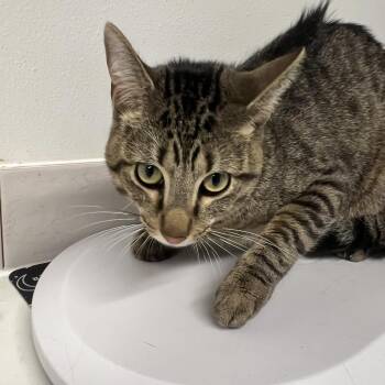 Spike Pratt -  Domestic Short Hair Cat for Adoption in St. Louis, Missouri - Spike Pratt | PetCurious