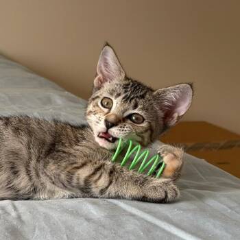 Mrs. Witherspoon (bonded with Jeremiah) -  Domestic Short Hair Cat for Adoption - Mrs. Witherspoon (bonded With Jeremiah) | PetCurious