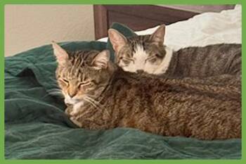Daisy and Duke -  Domestic Short Hair Cat for Adoption in Amherst, Massachusetts - Daisy And Duke | PetCurious