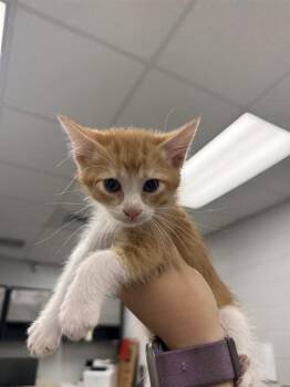 Domestic Short Hair Cats Available for Adoption in Corpus Christi, Texas - BIJOU | PetCurious