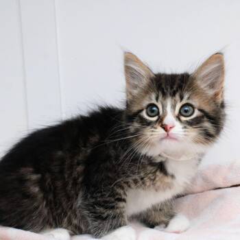 Domestic Medium Hair Cats Available for Adoption in Hattiesburg, Mississippi - Eurydice | PetCurious