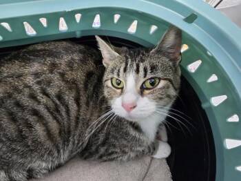 Thoosa -  Domestic Short Hair Cat for Adoption in Vancouver, Washington - Thoosa | PetCurious