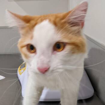 Domestic Medium Hair Cats Available for Adoption - Barbarian | PetCurious