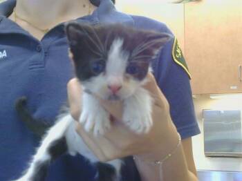 PUMBAA -  Domestic Short Hair Cat for Adoption in Sacramento, California - PUMBAA | PetCurious