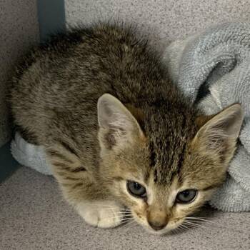 Domestic Short Hair Cats Available for Adoption in Buchanan Dam, Texas - FRANKIE / HILL-Stray-14228 | PetCurious
