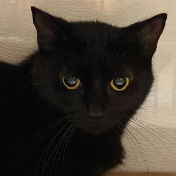 Bear -  Domestic Short Hair Cat for Adoption in Yuma, Arizona - Bear | PetCurious