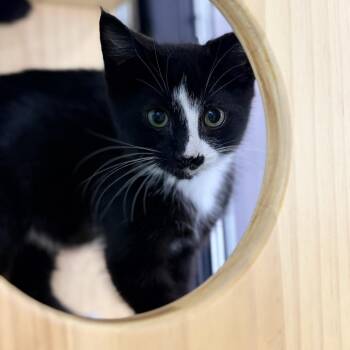 Gimli -  Domestic Short Hair Cat for Adoption in Victoria, British Columbia - Gimli | PetCurious