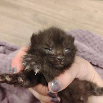 The Mountain -  Domestic Short Hair Cat for Adoption in Wilmington, Delaware - The Mountain | PetCurious