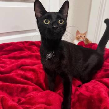 Oreo -  Domestic Short Hair Cat for Adoption in League City, Texas - Oreo | PetCurious