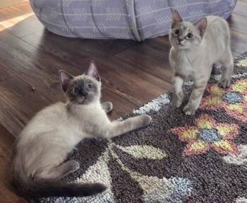 LAUREL & IVAN -  Siamese Cat for Adoption in Kenosha, Wisconsin - LAUREL & IVAN | PetCurious