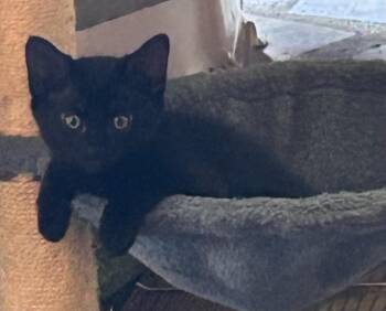 Cake -  Domestic Short Hair Cat for Adoption in Nacogdoches, Texas - Cake | PetCurious
