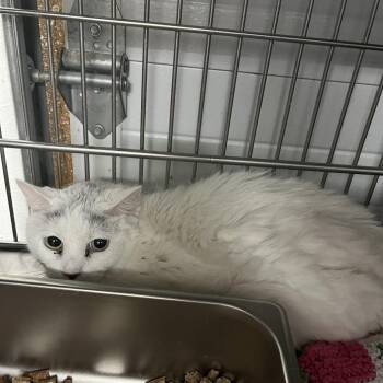 Little bit -  Domestic Short Hair Cat for Adoption in Idaho Falls, Idaho - Little Bit | PetCurious