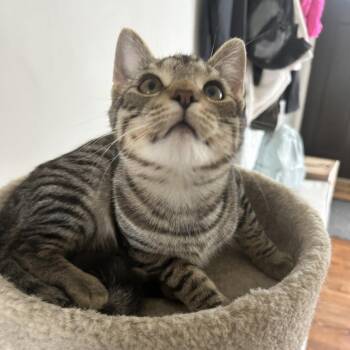 Domestic Short Hair Cats Available for Adoption in Medina, Ohio - Tab | PetCurious