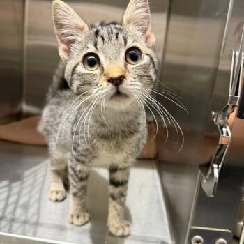 Bridget -  Domestic Short Hair Cat for Adoption in Morganton, North Carolina - Bridget | PetCurious