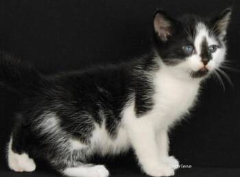 Phantom -  Domestic Short Hair Cat for Adoption in Newland, North Carolina - Phantom | PetCurious