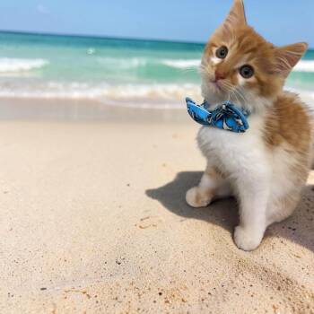 Reef Shark -  Domestic Medium Hair Cat for Adoption in Lincoln, California - Reef Shark | PetCurious