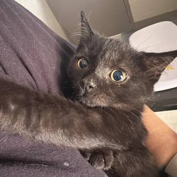 Martin -  Domestic Short Hair Cat for Adoption in Austin, Texas - Martin | PetCurious