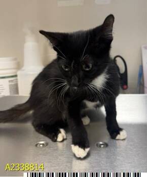 MAZIE -  Domestic Short Hair Cat for Adoption in West Palm Beach, Florida - MAZIE | PetCurious