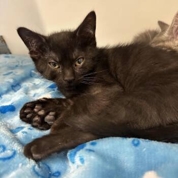 Domestic Short Hair Cats Available for Adoption - Homer | PetCurious