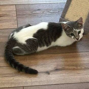 Rescue Domestic Short Hair Cats for Adoption in Rustburg, Virginia - Bluebell - Not At Shelter (Matt) | PetCurious