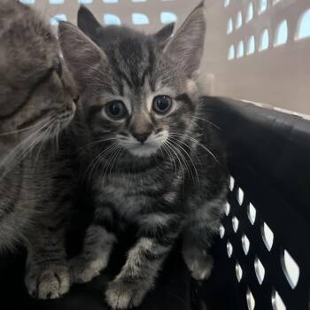 Rescue Domestic Short Hair Cats for Adoption in Fairport, New York - Hamish | PetCurious