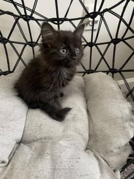 Domestic Long Hair Cats Available for Adoption in Salisbury, North Carolina - Lyric | PetCurious