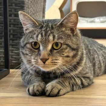 Gideon -  Domestic Short Hair Cat for Adoption in Momence, Illinois - Gideon | PetCurious