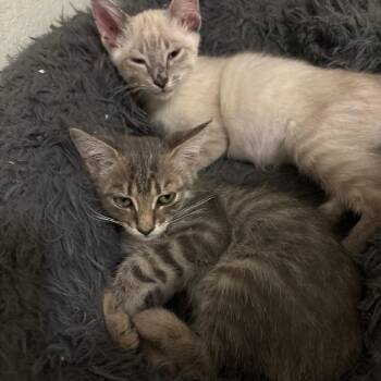 Nemo -  Domestic Medium Hair Cat for Adoption in San Antonio, Texas - Nemo | PetCurious