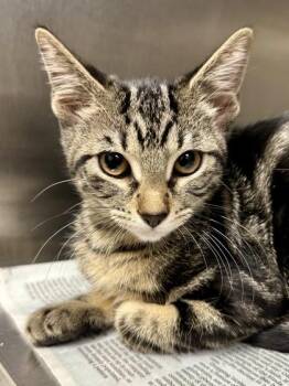 Lady Bug -  Domestic Short Hair Cat for Adoption in Wichita, Kansas - Lady Bug | PetCurious