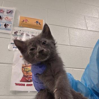 Ash -  Domestic Medium Hair Cat for Adoption in Chattanooga, Tennessee - Ash | PetCurious