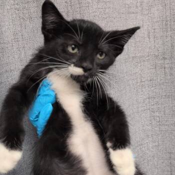 Quarter Zip -  Domestic Short Hair Cat for Adoption in Hattiesburg, Mississippi - Quarter Zip | PetCurious
