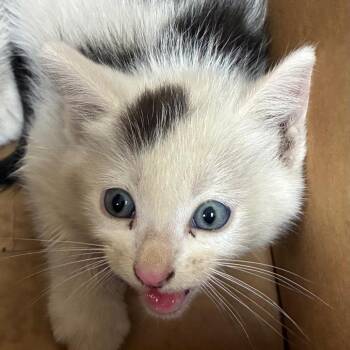 Serj -  Domestic Short Hair Cat for Adoption in Pasadena, California - Serj | PetCurious