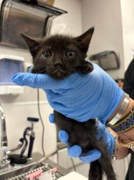 Domestic Short Hair Cats Available for Adoption in Gastonia, North Carolina - Grey Band | PetCurious