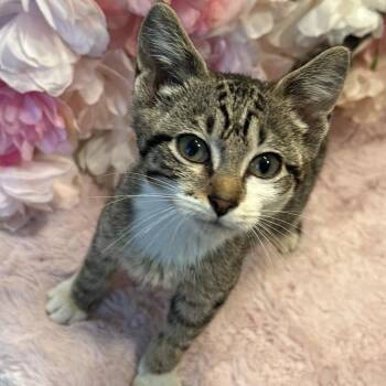 Roberta -  Domestic Short Hair Cat for Adoption in Matteson, Illinois - Roberta | PetCurious
