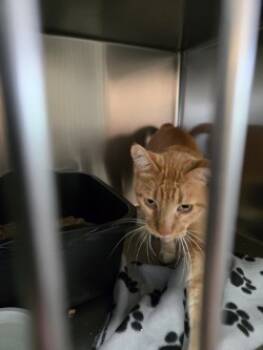 Rescue Domestic Short Hair Cats for Adoption in Fort Worth, Texas - Maury | PetCurious