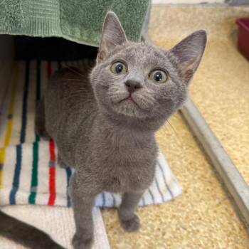 Cannoli -  Domestic Short Hair Cat for Adoption in Goleta, California - Cannoli | PetCurious